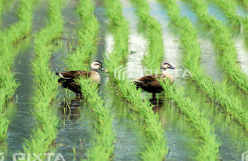 生き物のすみか