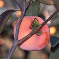 東京紅(とうきょうべに)