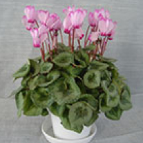 さわやかミディ・おだや香・はる香ミディ