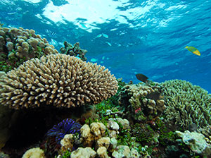 二酸化炭素の吸収