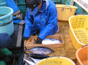 水産資源を守るためにどんな取り組みをしているの？