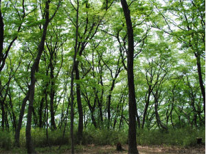 多摩丘陵の雑木林