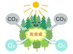 天然の空気清浄機