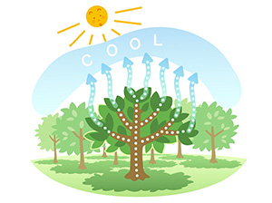 天然のクーラー