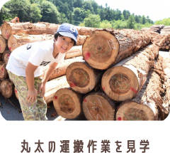 丸太の運搬作業を見学