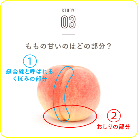STUDY-03 ももの甘いのはどの部分？