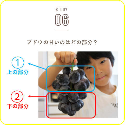 STUDY-06 みんな大好き！ブドウをおいしくたべよう！