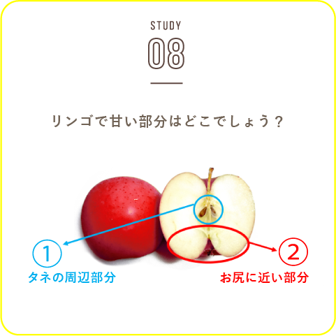 STUDY-08 リンゴのおいしい季節がやってきます！