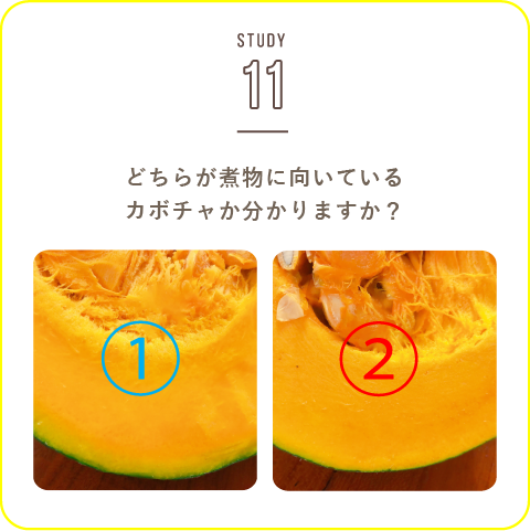 STUDY-11 今回はカボチャについて学んでみましょう！
