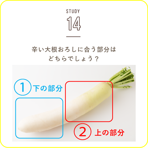 STUDY-14 冬が旬の大根！