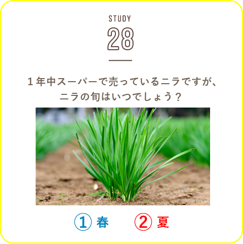 STUDY-28 免疫力アップ・疲労回復　スタミナ野菜「ニラ」