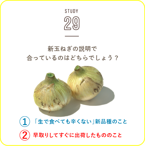 STUDY-29 今が旬！主役になれる野菜　甘くて柔らかい「新玉ねぎ」