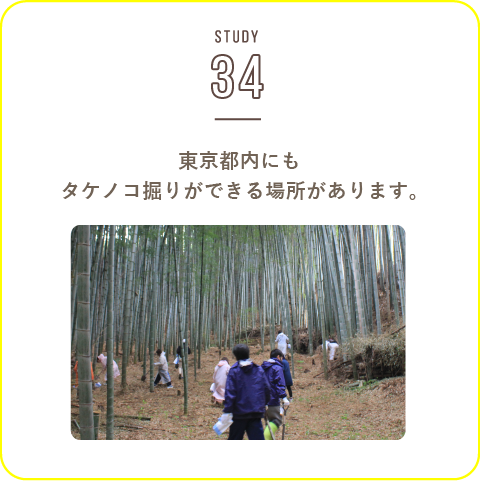 STUDY-34 都内でタケノコ掘りが出来る!