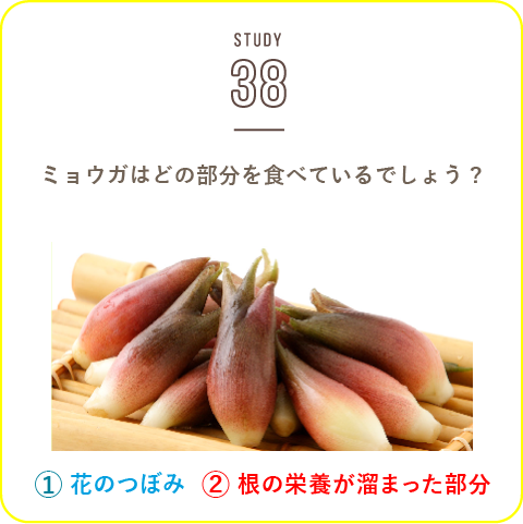 STUDY-38 暑い夏を乗り切る ミョウガ！