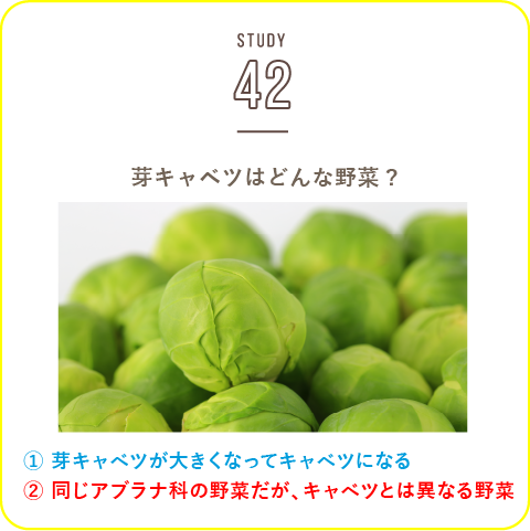STUDY-42 芽キャベツ！