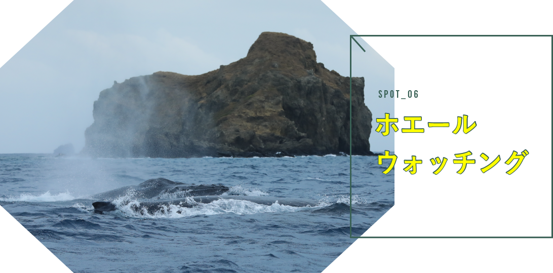 ホエールウォッチング
