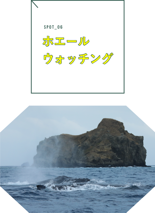 ホエールウォッチング