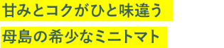 甘みとコクがひと味違う母島の希少なミニトマト
