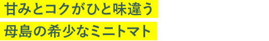 甘みとコクがひと味違う母島の希少なミニトマト